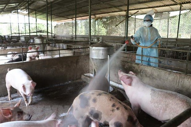 A health worker sprays disinfectants in a pig farm (Photo: VNA)