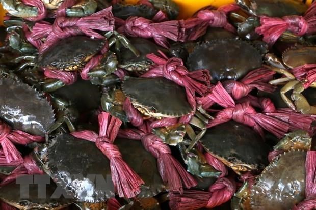 Harvested mud crabs. (Photo: VNA/VNS)