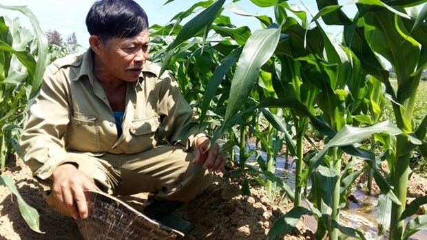 A farmer checks his crops in central Vietnam. Organic farming takes more time than using chemical fertilisers and pesticides. (Photo: VNA)