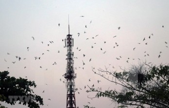 Tours connected to swift raising villages in Kien Giang