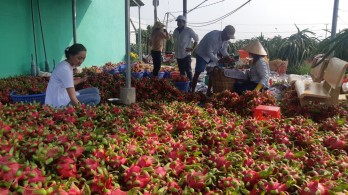 Long An: Discuss solutions to "rescue" nearly 30,000 tons of dragon fruits