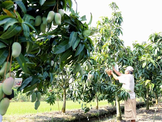 A farmer tends mango trees in An Giang province.(Photo: VNA)