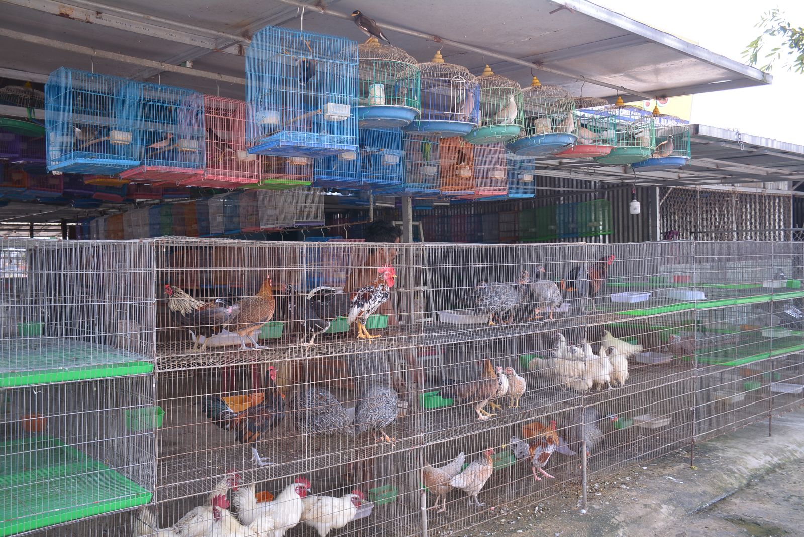 According to functional sectors, the most difficult task is to check for all kinds of ornament birds, this is also a problem in the inspection and handling process.