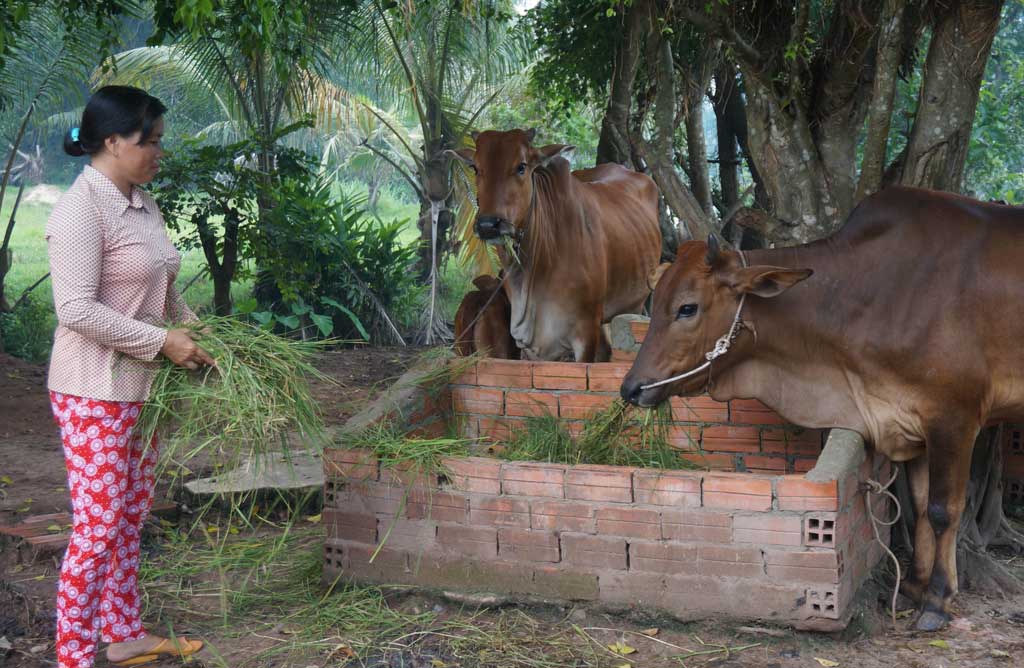 Many poor households are donated cows