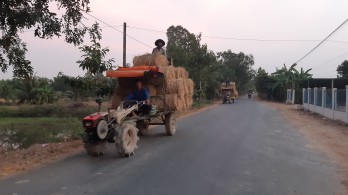 Cần xử lý nghiêm tình trạng xe quá tải mùa thu hoạch lúa