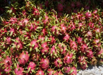 Long An: More than 100 tons of dragon fruits ‘exported’ every day by sea