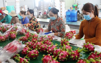 Restructuring market to consume dragon fruits