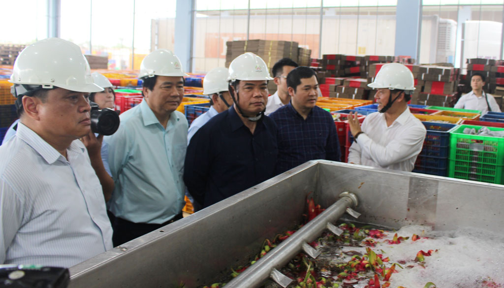 According to the Minister of Agriculture and Rural Development - Nguyen Xuan Cuong, Long An effectively implements the project of restructuring agricultural sector, many businesses combine to consume and process argricultural products