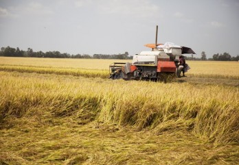 Vietnam’s rice exports increase 27 percent in first two months of 2020