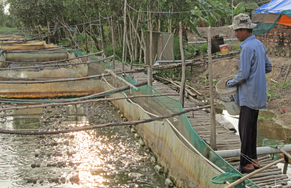 Anh Nguyễn Thanh Quan đang cho ếch ăn