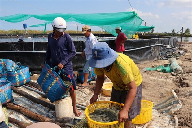 Harvesting white-legged shrimp bred using the two-stage industrial farming model in Kien Giang province’s An Minh district (Photo: VNA)