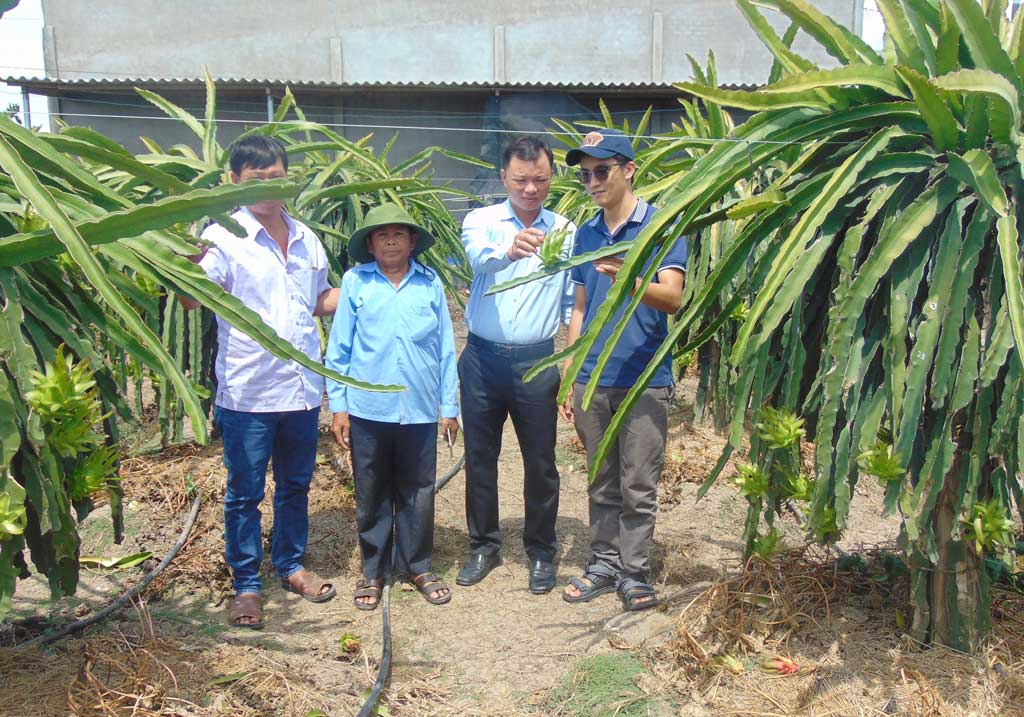 Implementing the project of 2,000 hectares of dragon fruits applying high technology, so far, Chau Thanh has 2,082 hectares with 3,465 households participating.