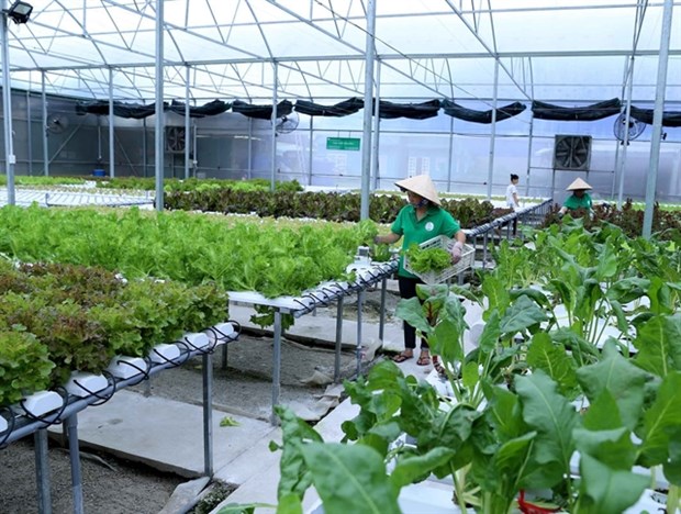 Clean vegetables are grown under the hydroponic method in Can Tho City’s Binh Thuy district