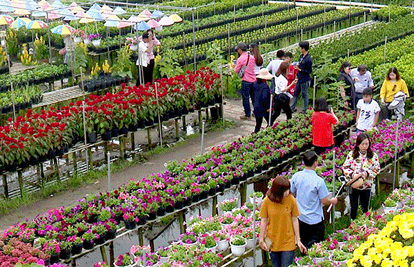 A corner of Sa Dec flower village (Photo: baocantho.com.vn/)