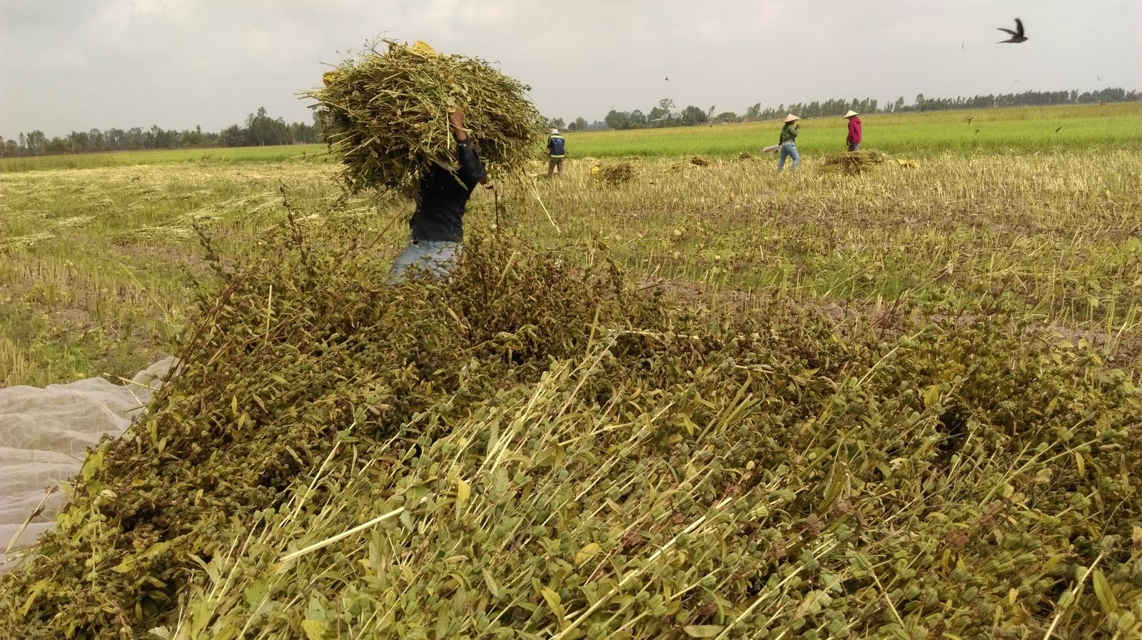 Drought and salinity in 2020 will greatly affect the people’s production 