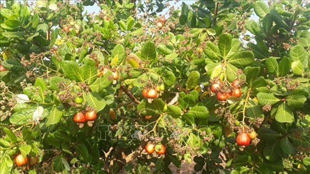 The price of cashew and pepper in the Central Highlands and southern provinces has been dropping due to lower global demand (Photo: VNA)