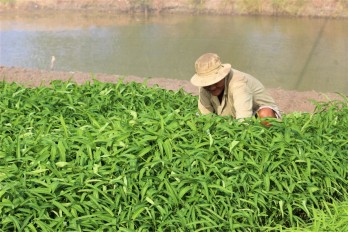 Hi-tech application in agricultural production maintained in drought and saline season