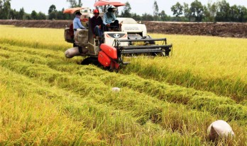 2019-2020 Winter-Spring rice crop: Farmers have quite good profits