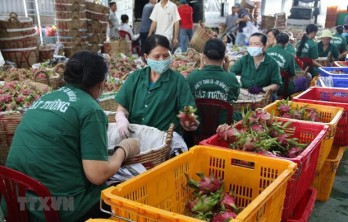 Tien Giang’s fruit export turnover up 20.3 percent in Q1