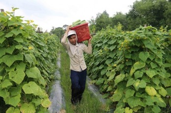 Mekong Delta farmers switch to other crops in response to climate change