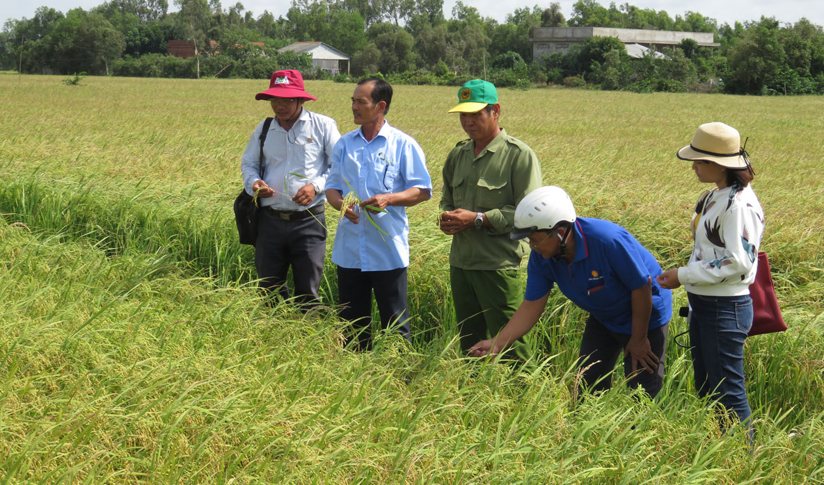 Glutinous rice field in My Lac commune, Thu Thua district