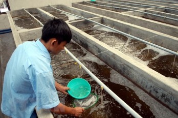 Trà Vinh: Sản xuất thành công tôm giống bố mẹ sạch bệnh