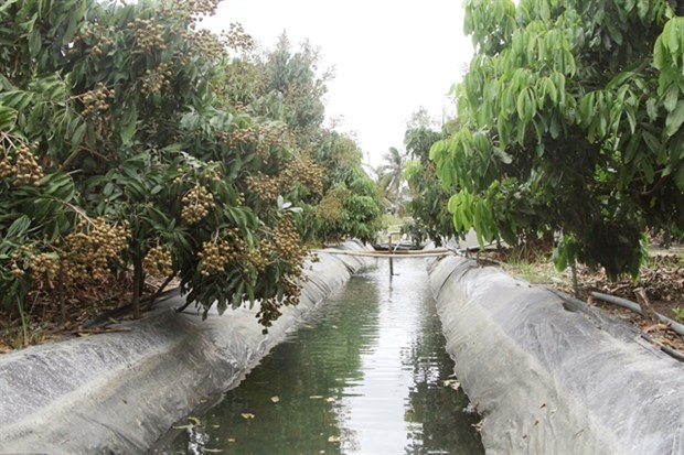 A longan orchard in Soc Trang Province’s Cu Lao Dung District grows well despite saltwater intrusion in rivers and canals since farmers have stored water in ditches covered with plastic sheets in their orchards. (Photo: VNA)