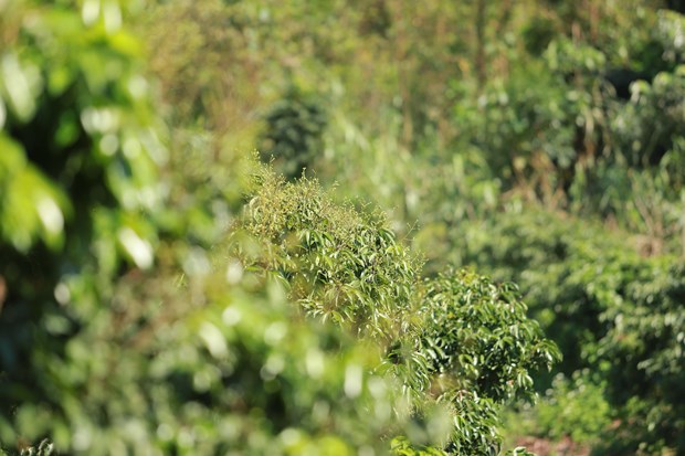 Lychee trees in a farm in Luc Ngan district, Bac Giang province, start to bear fruit (Photo: VNA)