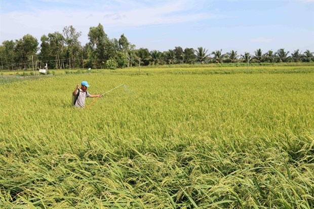 An organic rice field in Tra Vinh province’s Cau Ngang district (Photo: VNA)