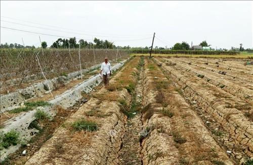 A pumpkin field affected by drought and saltwater intrusion in Long An province (Photo: VNA)