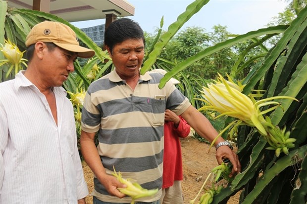 At a dragon fruit orchard in Tien Giang province (Photo: VNA)