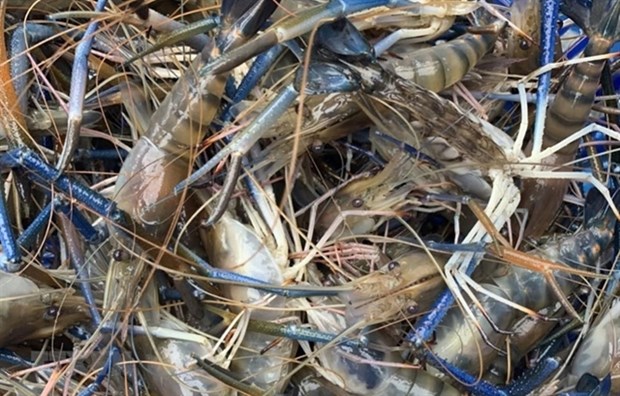 Farmers harvest giant freshwater prawns in Kien Giang province’s U Minh Thuong district (Photo: VNA)