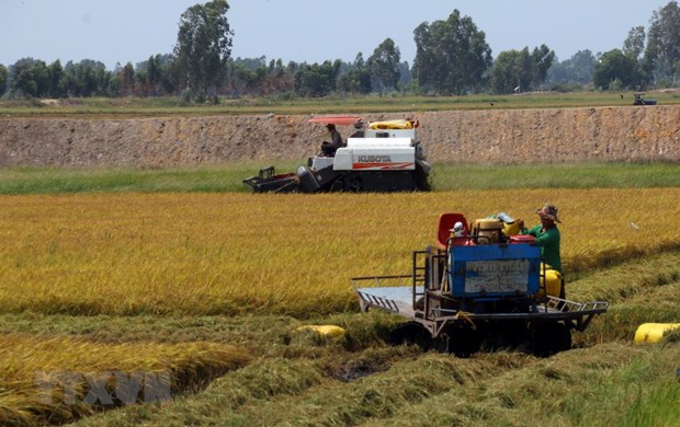 A rice field in the Mekong Delta (Photo: VNA)