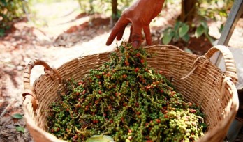 Pepper price hike in Cambodia attributed to high demand from Vietnam