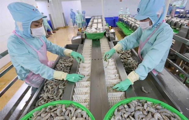 Shrimp being processed at a Minh Phu Seafood Corp factory in Ca Mau. Seafood is one of the province's key export items. (Photo: VNA)