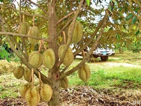 A durian fruit farm in the Mekong Delta province of Vinh Long (Photo: Daily Travel Vietnam News Magazine)