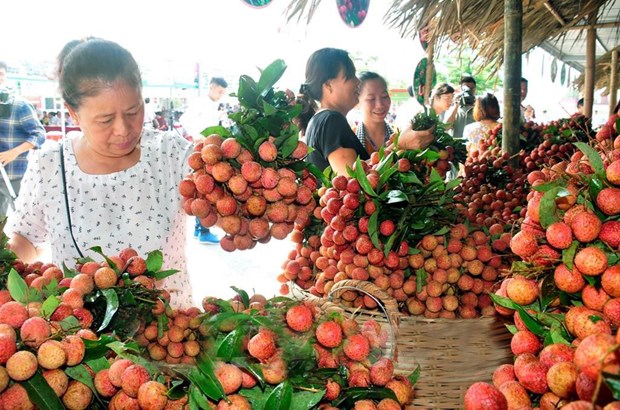 Consumers choose bunches of lychee (Photo: hanoimoi.com.vn)