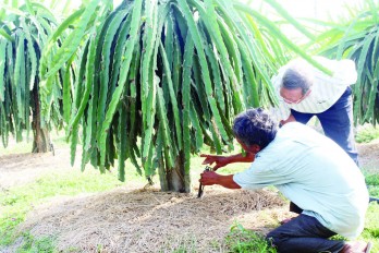 High-tech agricultural production - Right direction