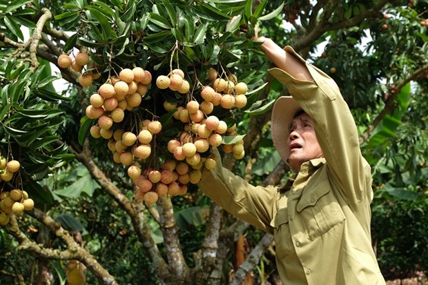 Hong Van An, 68, in Chu township, Luc Ngan district, Bac Giang province, has nearly 40 years of experience planting lychee. (Photo: VNA)