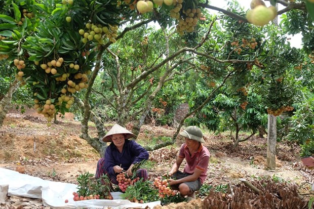 According to An, harvesting is the hardest time of the season, because he and his family must get up early to pick the fruit. (Photo: VNA)