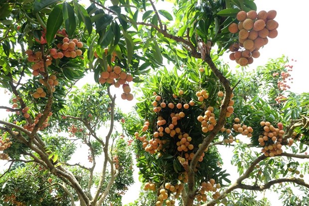 Thieu lychee distinguishes itself from other varieties with a spherical shape; bright, thin and red peel; thick, white, sweet and juicy flesh; and small seed. (Photo: VNA)