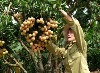 'Thieu lychee kingdom' looks to conquer demanding markets