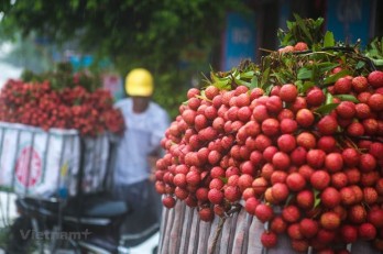 First batches of Vietnamese lychee arrive in Japan