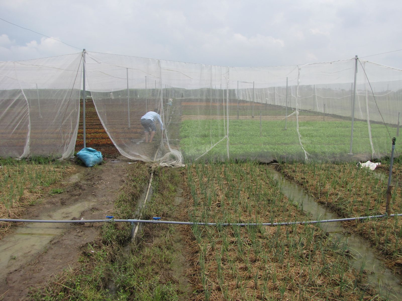 High-tech agricultural production in Tan Tru brings high economic efficiency and increases income for the people