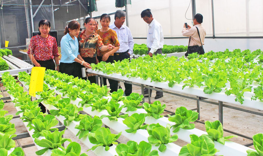 Visiting hydroponic vegetable growing model of Phuoc Hoa Cooperative