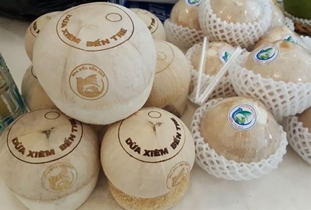 Ben Tre province’s green Xiem coconut, which received Geographical Indication certification from the National Office of Intellectual Property of Vietnam (Photo: VNA)