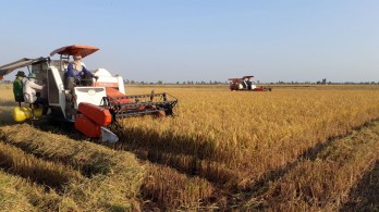 Let Summer-Autumn rice crop 2020 be effective