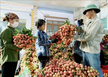 Teleconference seeks ways to bring Vietnamese consumer goods to China