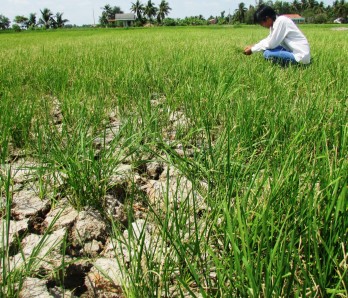 Restoring crop areas after drought and saline intrusion