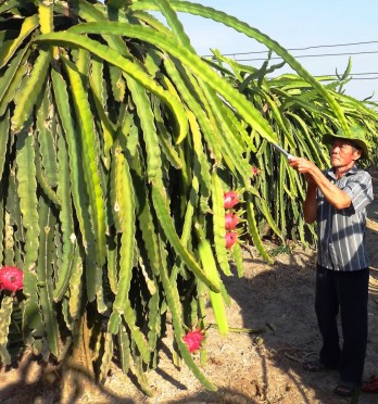 High-tech dragon fruit contributes to raising production value